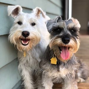 MEET YOUR POSHER! 🐾🧵🧶😍